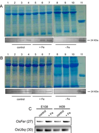 Figure 3 - Ferritin protein and RNA expression in rice leaves.