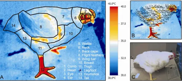 Figure 1 – View of the regions on a broiler thermography image where the surface temperature values were extracted using the software (A), the points where Ts was registered (B), and actual picture of the broiler (C).