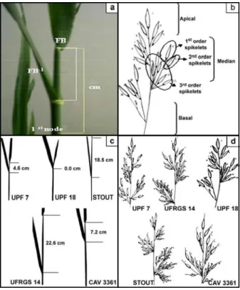 Figure 1- (a) Oat immature main tiller showing the flag leaf (FL), second leaf ( FL-FL -1 ) and the last node (no); (b) Spikelets at apical (1), median (2) and basal (3) panicle regions mapped before cytological analysis; (c) Distance between flag leaf (FL