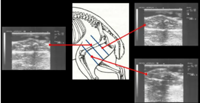 Figure  1:  Representation  of  the  three  measurement  sites  over  the  hind  leg  and  the  respective  ultrasound images showing the sections of the hind leg 