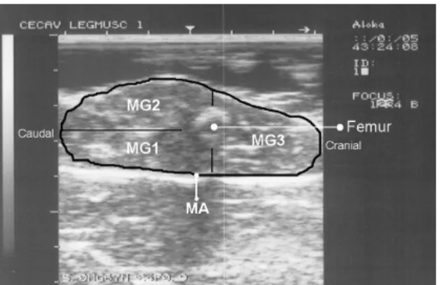Figure 2: Ultrasound image of hind leg section showing the areas of the three muscle groups (MG1,  MG2, MG3) and the total muscle area of all hind leg section (MA) 