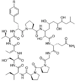 Figura 2 - Estrutura de uma portoamida isolada a partir de Oscillatoria sp [2]. 