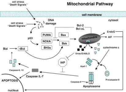 Figura 4 - Mecanismo da ativação da apoptose pela via intrínseca ou mitocondrial, com destaque para o papel  centra da caspase 9 como ativadora das caspases 3 e 7 (retirado de [39])