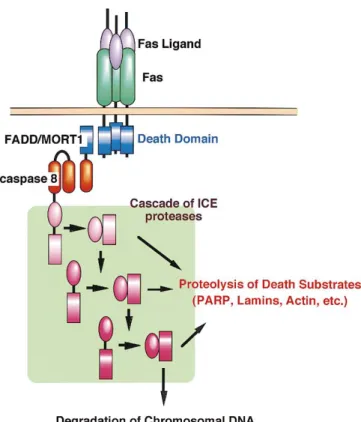 Figura 5 - Interacção do Fas com o seu receptor FasL, com representação de parte da cascata de sinalização  do processo de apoptose (adaptado de [45])
