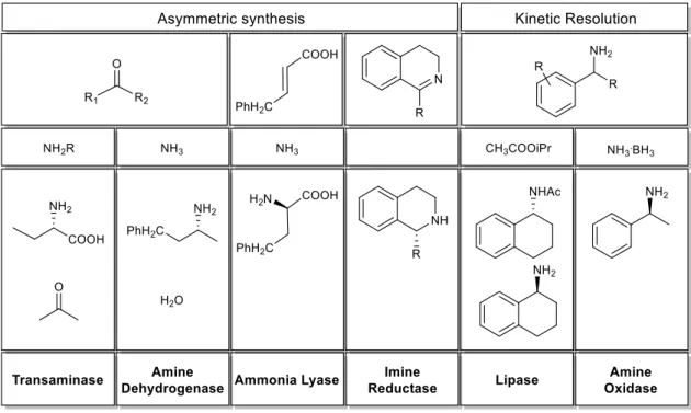 Figure 10. Enzymes used in the synthesis of chiral amines: examples  