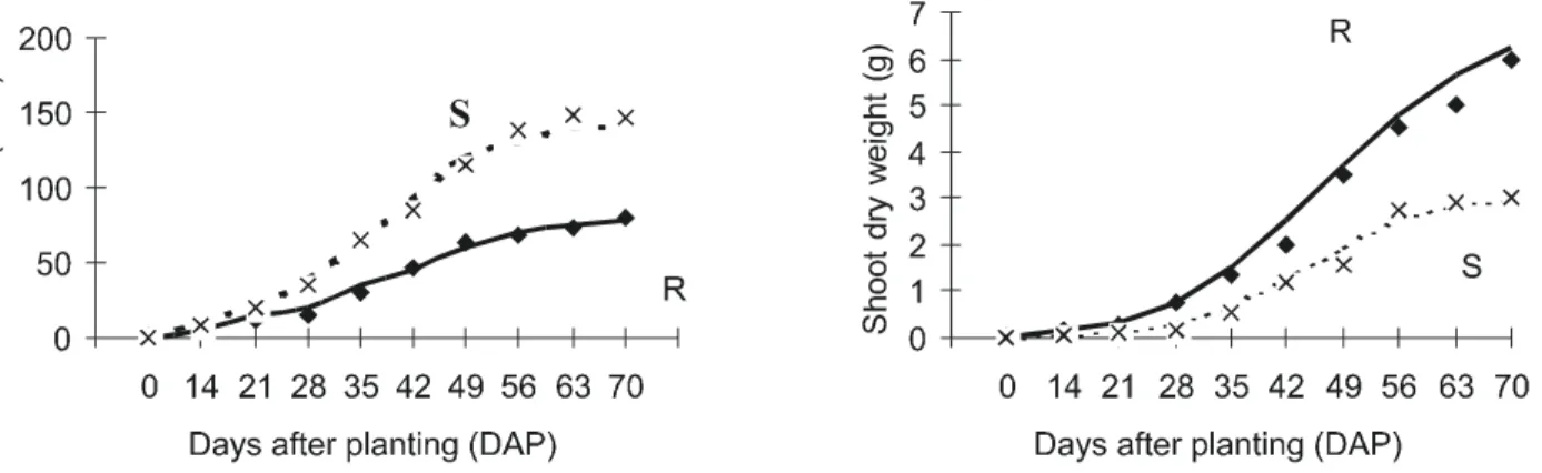 Figure 4 - Shoot dry weight and leaf area of R and S biotypes of A. quitensis.