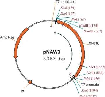 Figure 1 - Restriction map of the plasmid pNAW3. Gene Xf-818 was cloned between NdeI and HindIII sites, under control of the T7 promoter