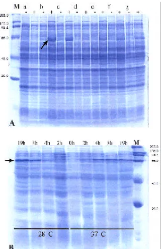 Figure 4 - Reducing sugars produced by Xf-818 during hydrolysis of CMC at 40°C. Measurements of reducing sugars were performed at indicated time intervals