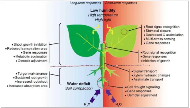 Figure 2- General plant responses to drought stress (short and long term). Source: Chaves et al.2003 