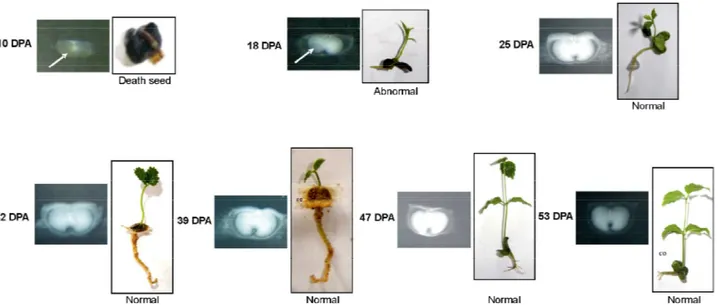 Figure 4 - Root elongation of embryos (A); normal seedlings (first count) (B); normal seedling (C) and index of germination speed (IGS) (D) in the MS culture medium of Tabebuia serratifolia embryos during development