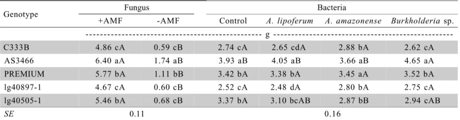 Table 1 - Shoot dry biomass of maize plants in the interaction between genotypes and arbuscular mycorrhizal fungus (AMF), and in the interaction between genotypes and bacteria.