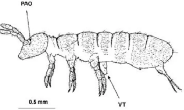 Figure 3. Adapted representation of the springtail Folsomia candida (PAO represents the post- post-antennal organ and VT represents the ventral tube)