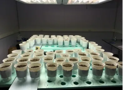 Figure 6. Plant germination test performed using the ISO protocol 11269-2, in a plant growth  room.