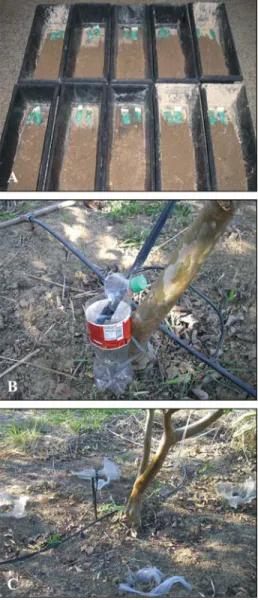 Figure 2 - A) Plastic containers filled with sterile soil with metal screen envelopes each containing ten Galleria mellonella  larvae, before covering the envelopes