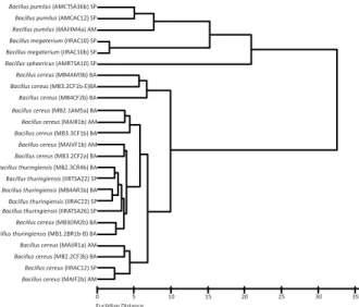 Figure 1 - Dendrogram obtained by FAME profile analysis of Bacillus strains (Teixeira, 2004).