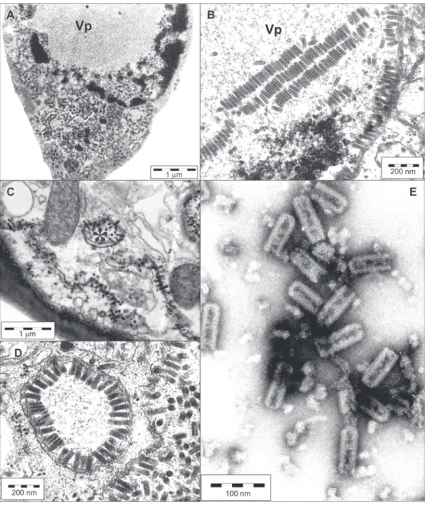 Figure 3 - A-D. Transmission electron micrographs of thin sections of Clerodendrum chlorotic spot virus (ClCSV)-infected leaf tissues: