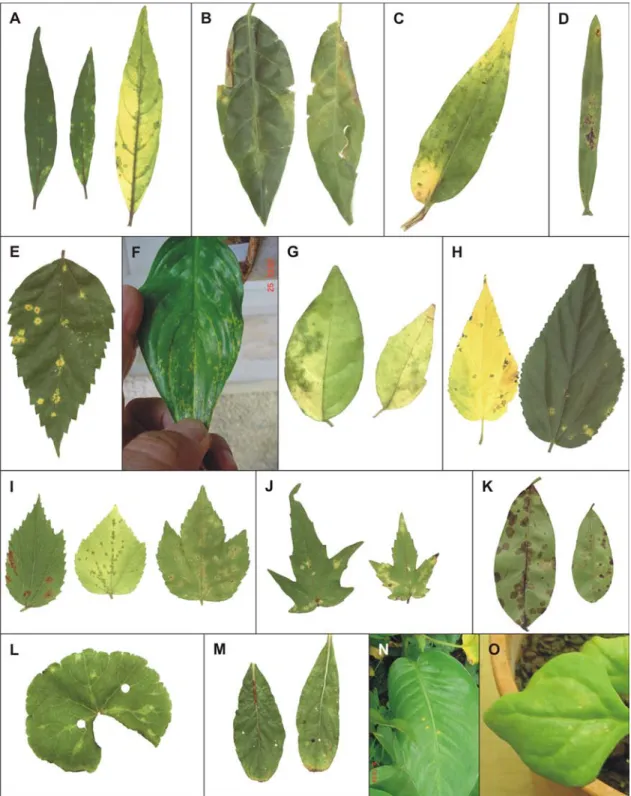 Figure 2 - A-O. Leaf symptoms on several plant species experimentally (mite or mechanical) or naturally infected by Clerodendrum chlorotic spot virus (ClCSV)