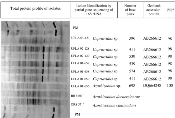 Figure 2 - Total cell protein profiles and identification by partial gene sequencing of 16S rDNA (compared to Genbank) of isolates of S virgata, SvB0II2, L