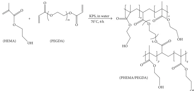 Figure 1: Schematic representation of HEMA polymerization, in the presence of PEGDA, to yield PHEMA cross-linked with PEGDA.