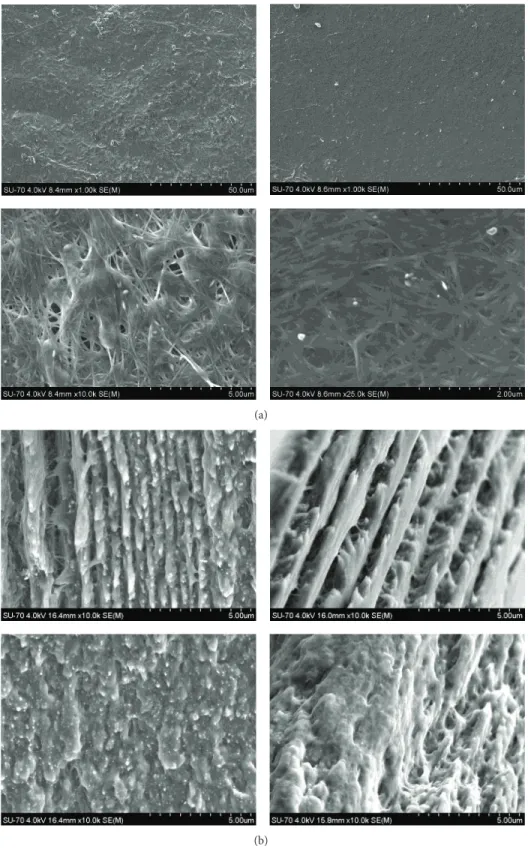 Figure 5: SEM micrographs of BC/PHEMA/PEGDA (1 : 3 : 0) (left) and BC/PHEMA/PEGDA (1 : 3 : 0.05) (right) nanocomposite films, recorded from surfaces (a) and cross-sections (b).
