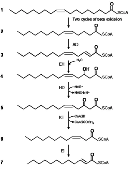 Figure 1.3 Representation of the classical pathway of β-oxidation of oleoyl-CoA in E. coli
