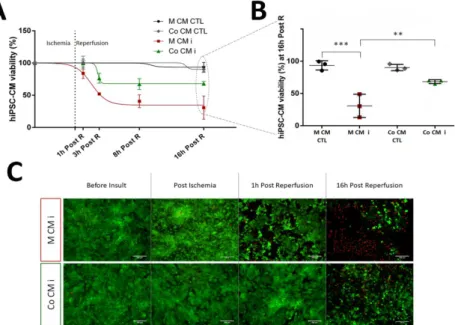 Figure 2.3. Effect of I/R injury on hiPSC-CM viability. hiPS-CM viability  was assessed  by PrestoBlue® assay (A,B)  and by cell staining with FDA (live cells, green) and PI (dead  cells,  red),  scale  bars  200  µm  (C)