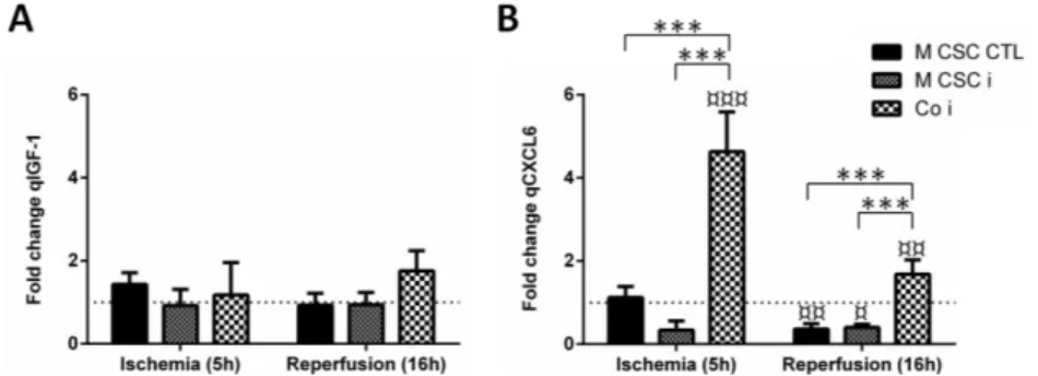 Figure  2.4.  Specific  rates  of  CXCL6  and  IGF-1  secretion  during  ischemia  and  reperfusion