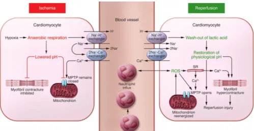 Figure 1.1. Schematic illustration of the main biochemical mechanisms underlying  myocardial  ischemia/reperfusion  induced  cardiomyocyte  cell  injury  and  death