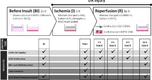 Figure  2.1. Schematic  representation  of  Ischemia/Reperfusion  injury  experimental  setup