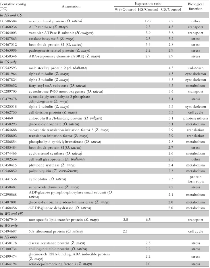 Table 1 – List of significantly up-regulated ESTs in response to water (WS), heat (HS) and/or combined (CS) stress treatments in developing maize kernels.