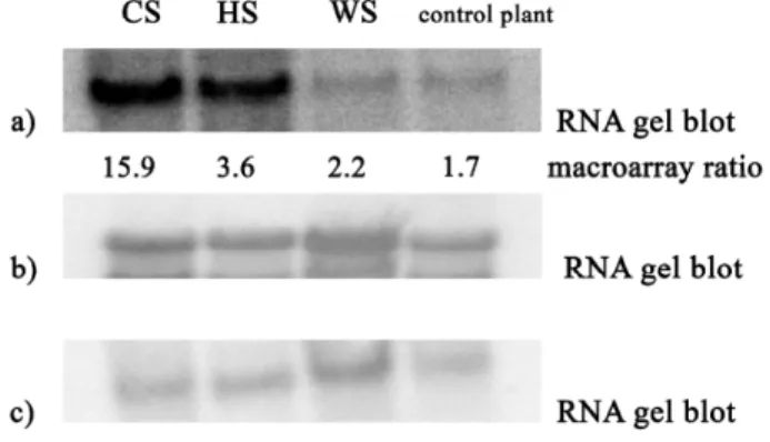 Figure 5 – RNA gel  blot analysis  and corresponding cDNA macroarray data. a) Verification of macroarray results by RNA gel blot analysis for clone 5C05E10 (metallothionein) in stress  conditions: CS–