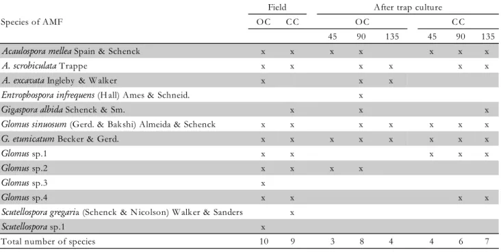 Table 3 – Taxa of  AMF in soils with organic and conventional crops of  vineyards (IAC 766/Festival Seedless) identified through direct exam of field material and after maintenance of soil samples in trap cultures, evaluated at the 45 th , 90 th  and 135 t
