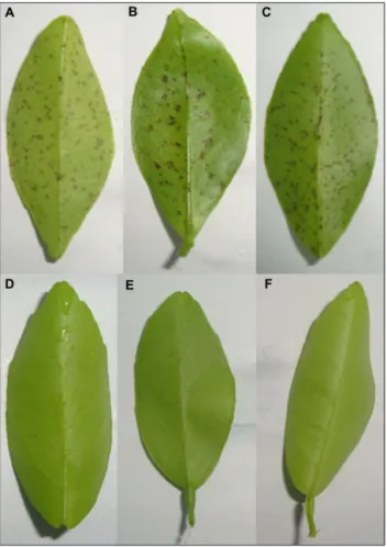 Figure 3 – Leaves of some of the tangerines and hybrids tested against  Alternaria alternata, three days after in vitro inoculation: África do  Sul tangerine (A); Page tangelo (B); Empress tangerine (C); Cravo  tangerine (D); Thomas tangerine (E); Fremont 