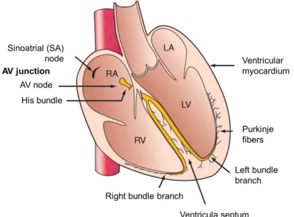 Figure 2.1: Conduction pathways through the heart