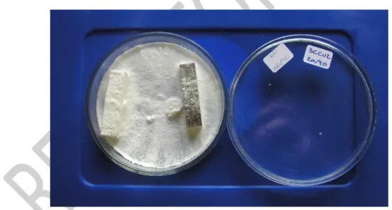 Fig. 5. Heat-treated wood (right sample) resistance to fungal attack in relation to untreated wood  (Left sample)