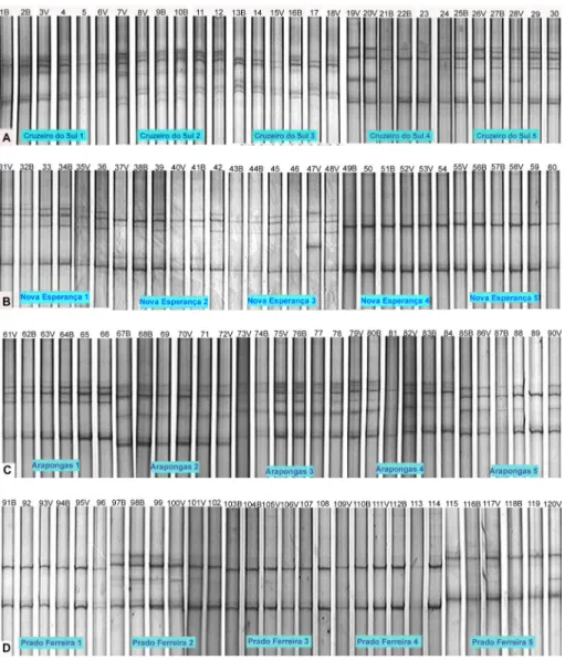 Figure 2 – Single strand conformational polymorphism (SSCP) patterns of the Citrus tristeza virus (CTV) isolates coming from selected plants  of the indicated counties Cruzeiro do Sul (A), Nova Esperança (B), Arapongas (C) and Prado Ferreira (D), in polyac