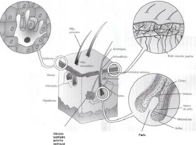 Figura 1. Esquema de corte histológico da Pele (adaptado de Lucas, 2004)  