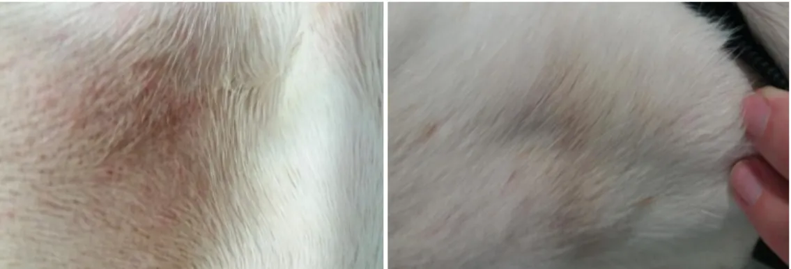 Figura 2. Alopecia Bilateral numa cadela Basset Hound com suspeita de Doença de foro  hormonal (zona do flanco à direita e à esquerda) 