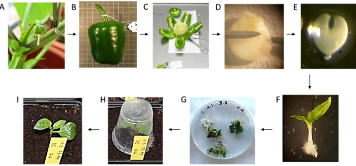 Table 1 − Origin and fruit traits of the accessions utilized in the present experiment.