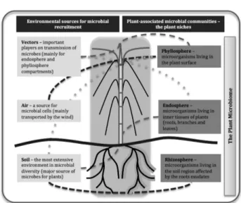 Figure 1 − Schematic representation of the major sources for  microbes that compose the plant-associated communities: the  rhizosphere, endosphere and phyllosphere