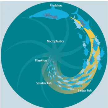 Figure 6 - Representation of the bioaccumulation effect of the microplastics 1  from Maphoto/Riccardo Pravettoni,  available at http://www.grida.no/resources/6917