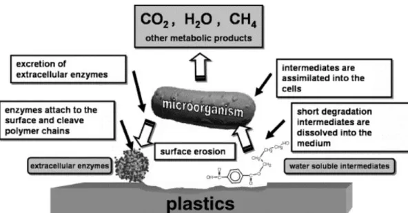Figure 7 - Schematic presentation of the biodegradation’s mechanisms, retrieved from Mueller et al