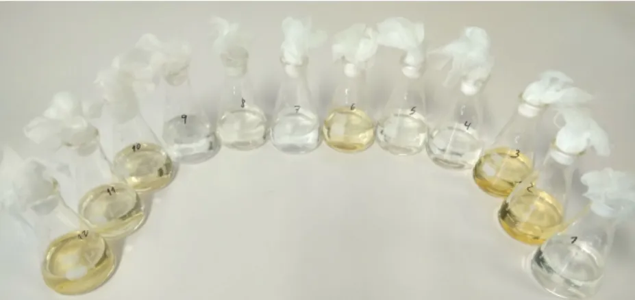Figure 13 – Image obtained from the twelve batch reactors utilized in the first Experiment