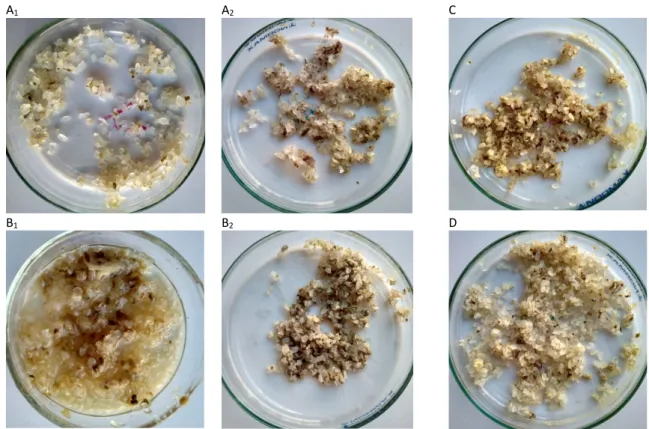 Figure 16 - Photos from microplastics covered with fungus biomass from the different tanks