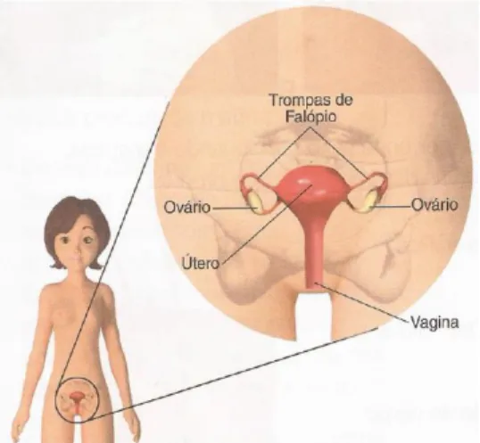 Figura 4. Localização do sistema reprodutor feminino (Lima, Barrigão, Pedroso &amp; 