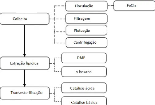 Figura 11 – Sequência de processamento para obtenção de biodiesel comercial a partir de microalgas