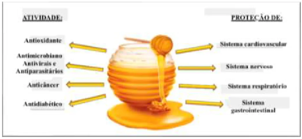 Figura 8 Efeito benéfico do consumo de mel (adaptado por Cianciosi et al., 2018). 