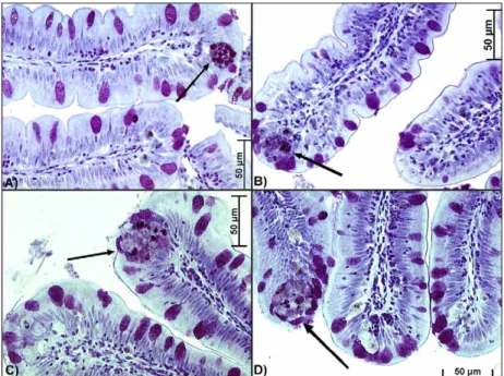 Figure 2 – Vacuoles (arrows) in the rectal mucosa at 60 days: (A) fish fed control diet (100x); (B) fish fed diet containing 10 % lyophilized bovine colostrum (200x); (C) and (D) fish fed diet containing 20% lyophilized bovine colostrum (100x and 200x, res