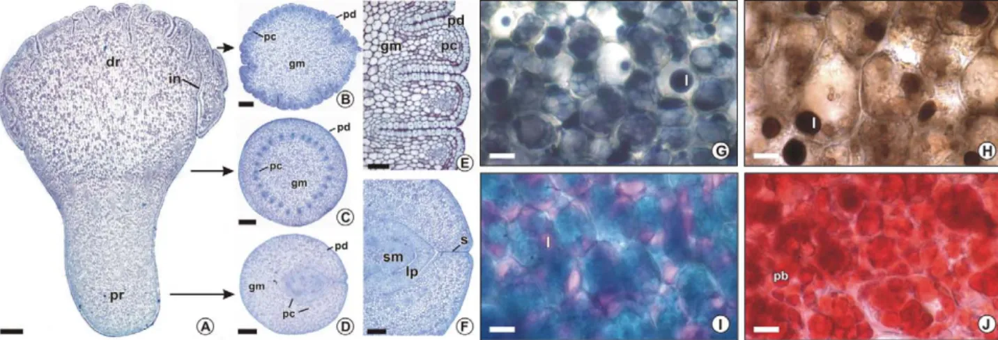 Figure 6 – Somatic embryos of Acrocomia aculeata. A: In vivo somatic embryo (bar = 1 mm)