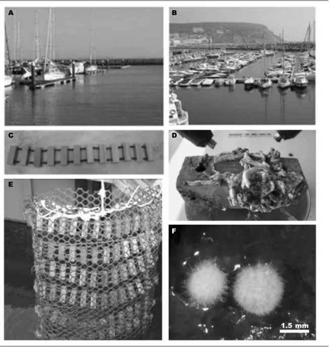 Fig.  1.   A.  Cascais  marina;  B.  Sesimbra  marina;  C.  Set  of  wood  baits  before  submersion;  D
